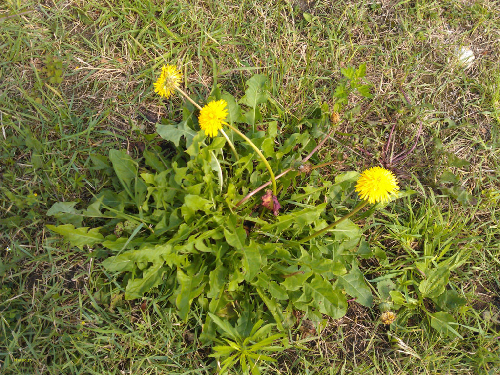 Taraxacum officinalis